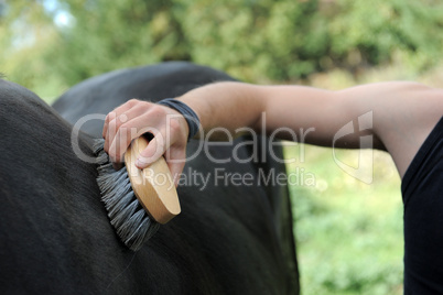 brushing an horse