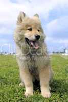 eurasier puppy