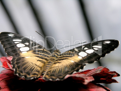 butterfly (parthenos sylvia)