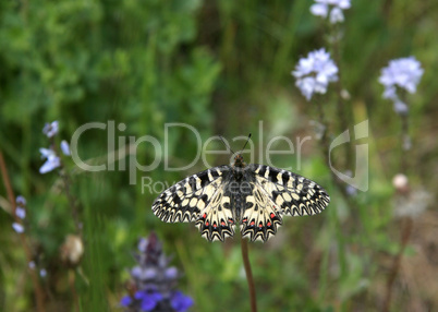 yellow butterfly