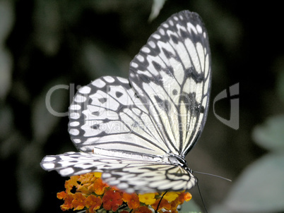 butterfly (idea leuconoe)