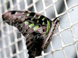 butterfly (graphium agamemnon)