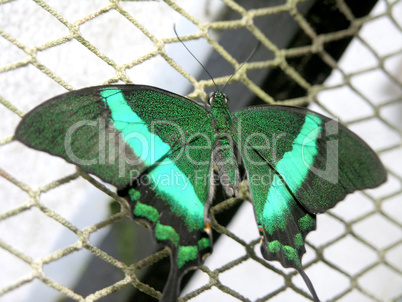butterfly (papilio palinurus)