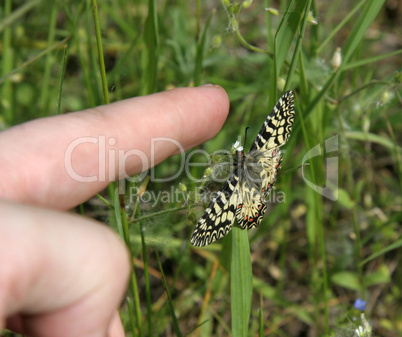 yellow butterfly