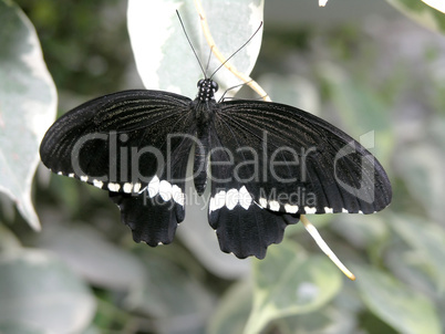 butterfly (papilio polytes)
