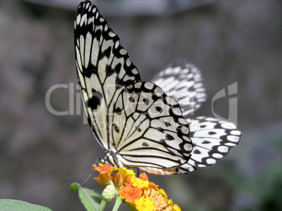 butterfly (idea leuconoe)