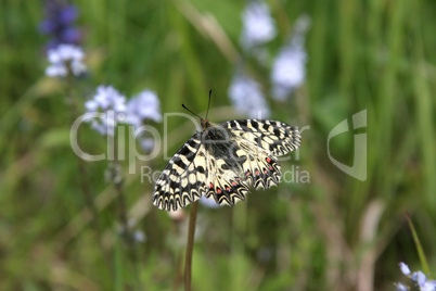 yellow butterfly