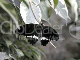 butterfly (papilio polytes)
