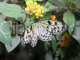 butterflies (idea leuconoe)