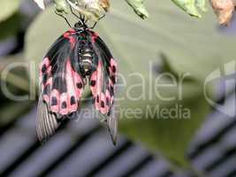 butterfly (atrophaneura polyeuctes)