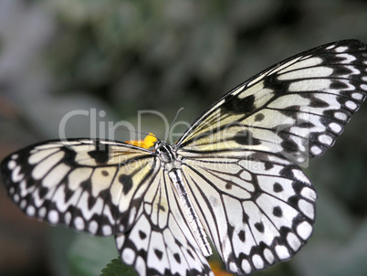 butterfly (idea leuconoe)