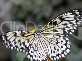 butterfly (idea leuconoe)