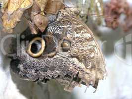 butterfly (caligo memnon)