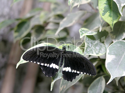 butterflies (papilio polytes)