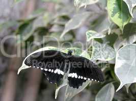 butterflies (papilio polytes)