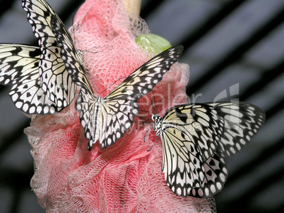 butterflies (idea leuconoe)