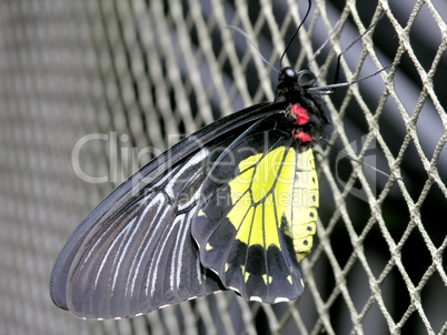 butterfly (troides rhadamanthus)