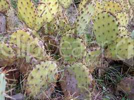 cactuses