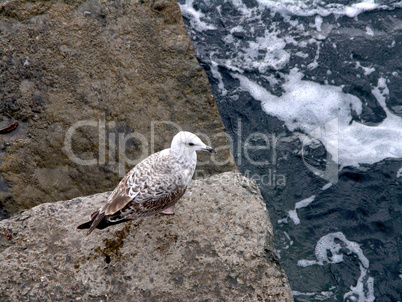 seagull