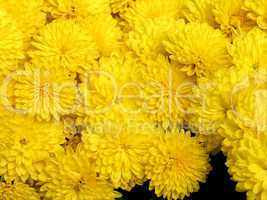 blossoming chrysanthemum