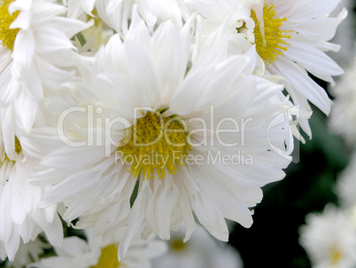 blossoming chrysanthemum