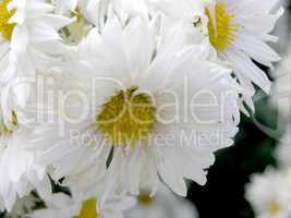 blossoming chrysanthemum