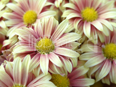 blossoming chrysanthemum