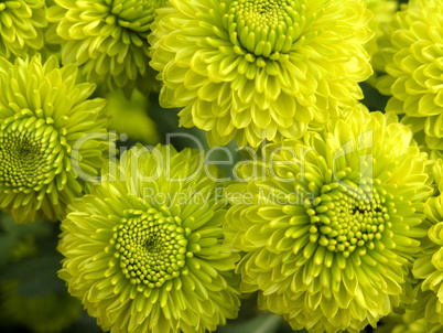 blossoming chrysanthemum