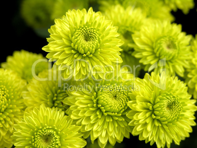 blossoming chrysanthemum