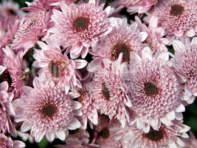 blossoming chrysanthemum