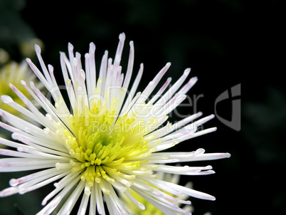 blossoming chrysanthemum