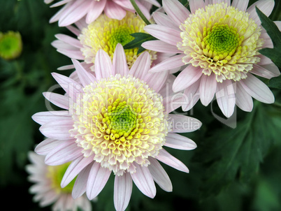 blossoming chrysanthemum