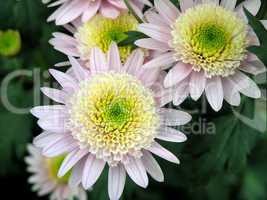 blossoming chrysanthemum