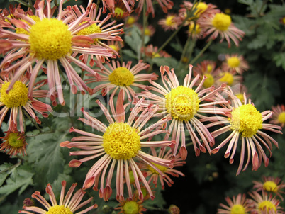 blossoming chrysanthemum