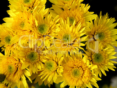 blossoming chrysanthemum