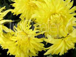 blossoming chrysanthemum