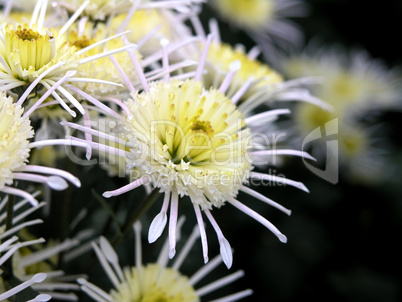 blossoming chrysanthemum