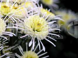 blossoming chrysanthemum