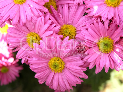 blossoming chrysanthemum