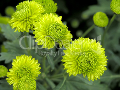 blossoming chrysanthemum