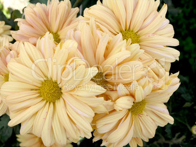 blossoming chrysanthemum