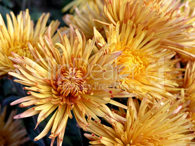 blossoming chrysanthemum