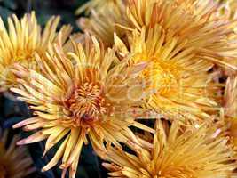 blossoming chrysanthemum
