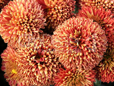 blossoming chrysanthemum