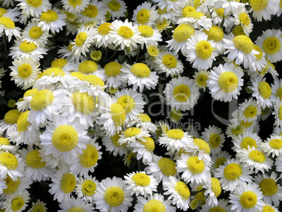 blossoming chrysanthemums