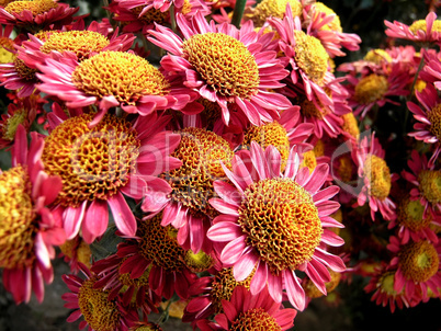 blossoming chrysanthemum