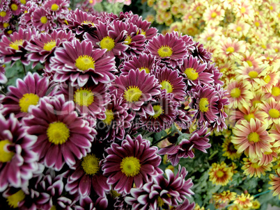 blossoming chrysanthemums