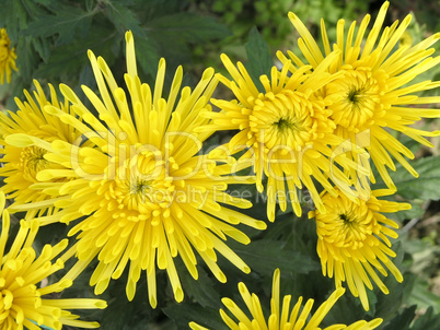 blossoming chrysanthemum