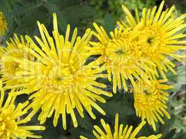 blossoming chrysanthemum