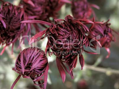 blossoming chrysanthemum